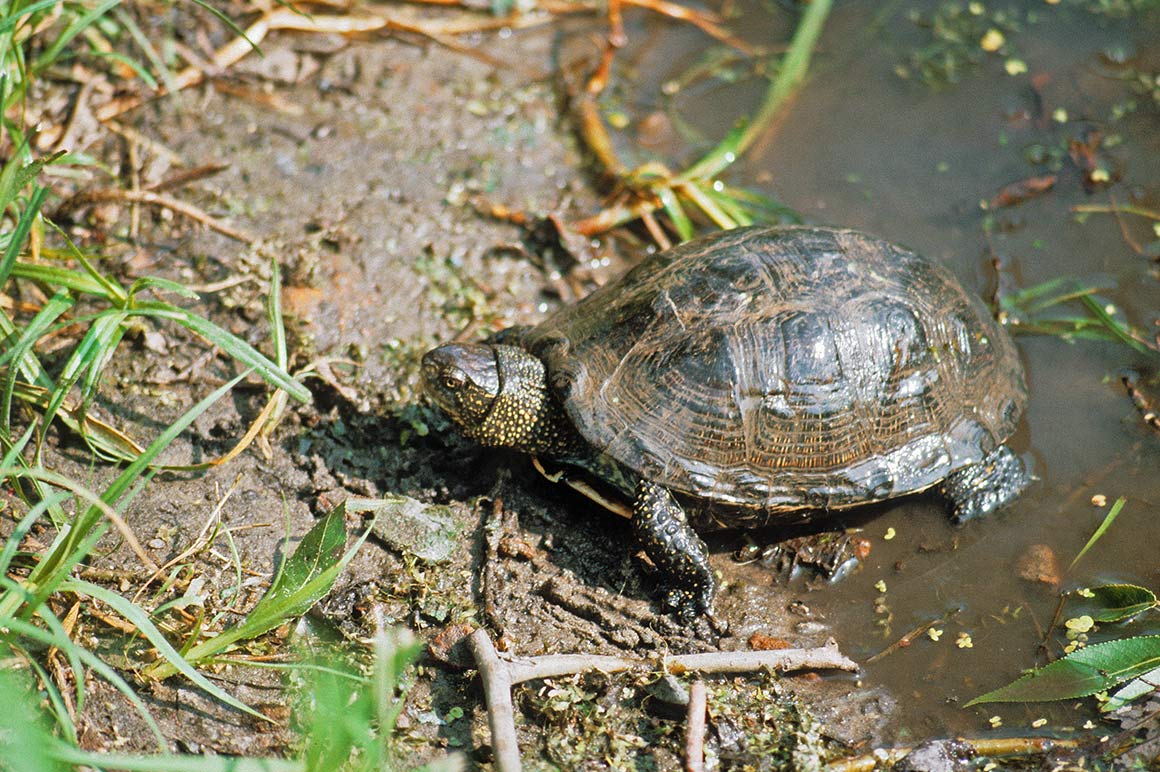 Чем питаются болотные. Болотная черепаха Emys orbicularis (Linnaeus, 1758). Красноухая Болотная черепаха. Европейская Болотная черепаха (Emys orbicularis). Крымская Болотная черепаха.