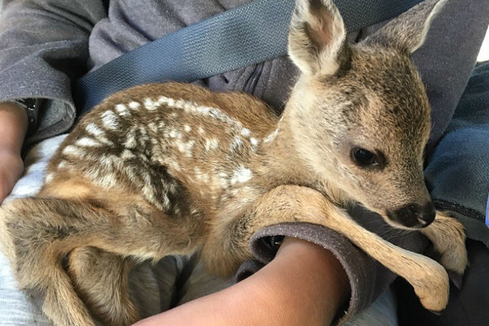 Bambi Webcam
