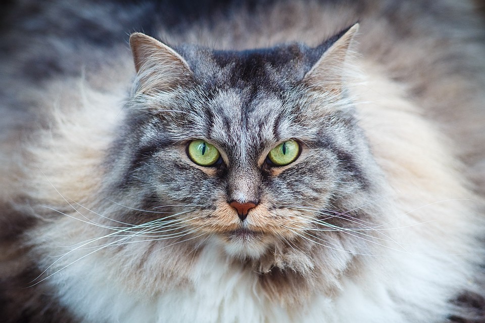 Популярная аватарка из тик тока котик в огурце. Шоу кошек. Кто был в маске с кошкой на олимпиаде 2020. Лучший кот 2020. Конкурс красоты среди кошек.