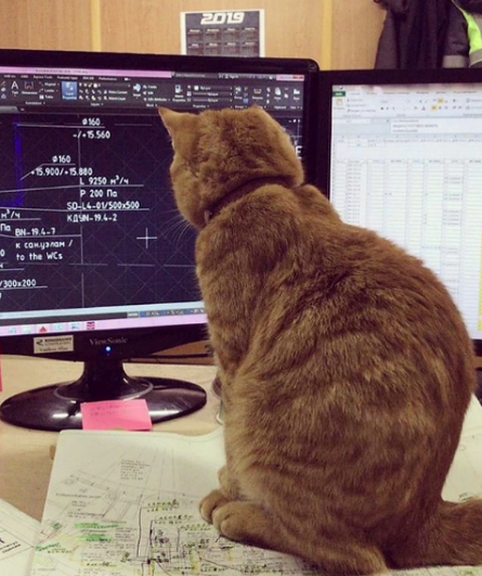 Котик на заводе мем